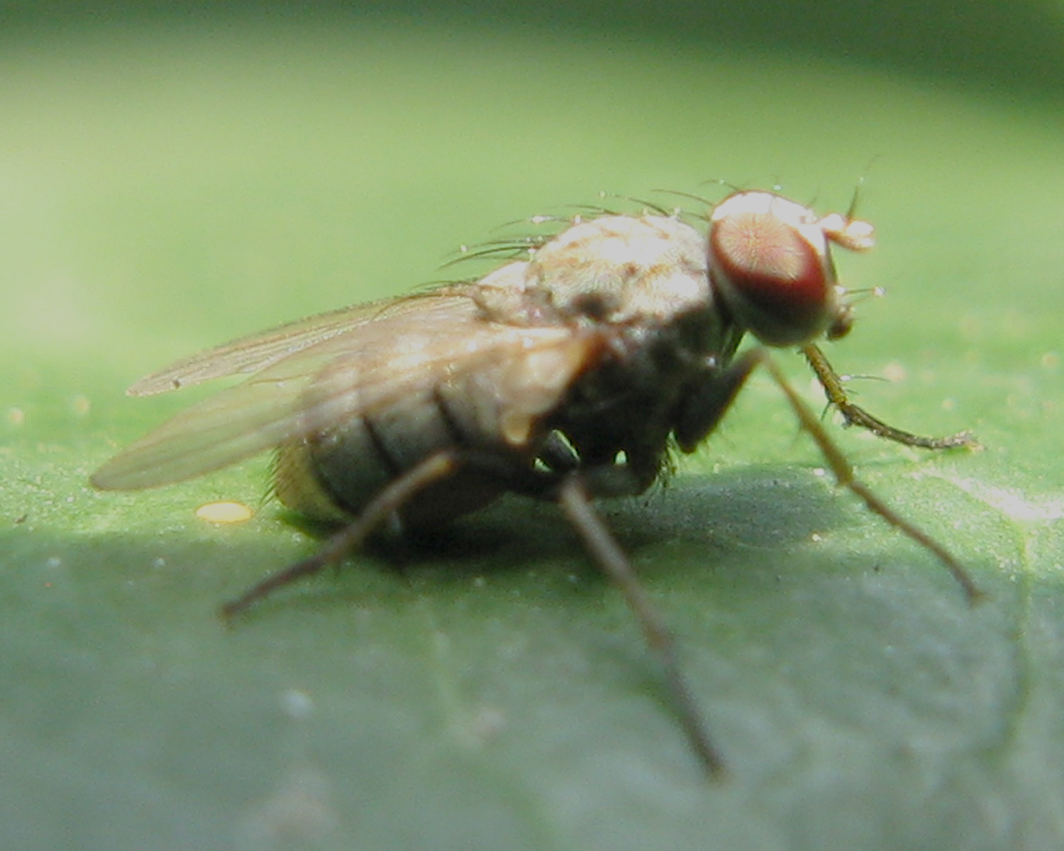 Anthomyiidae e Coenosia sp. (Muscidae).Helina evecta ?